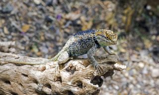 Lizards