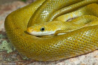 Snakes