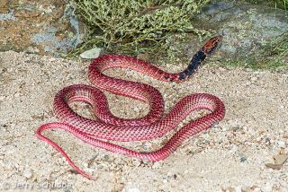 Coachwhip