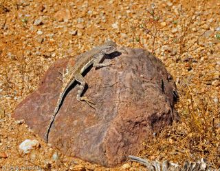 Earless Lizard