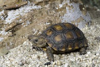 Turtles & Tortoises