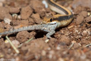 Western Patch-nosed Snake