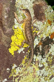 Elegant Earless Lizard