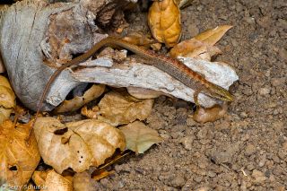 Southern Alligator Lizard 