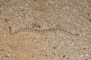 Speckled Rattlesnake