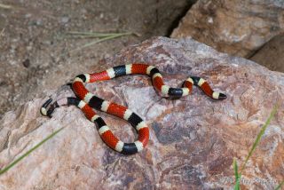 Sonoran Coralsnake
