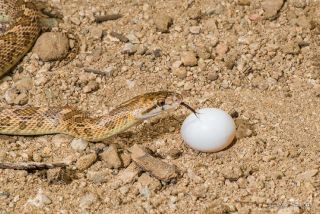 Glossy Snake 