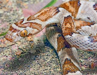 Lyre Snake 