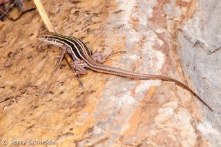 Sonoran Spotted Whiptail