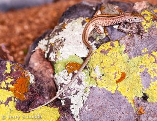 Tiger Whiptail 