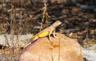 Lesser Earless Lizard