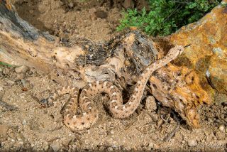 Sidewinder