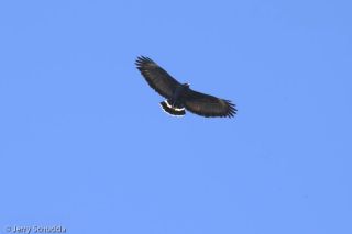 Black Hawk