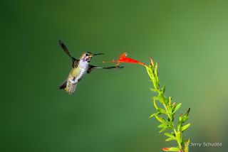 Costa's Hummingbird