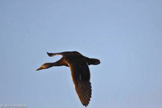 Mexican Mallard