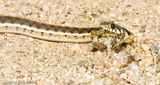 Black-necked Gartersnake