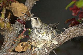Anna's Hummingbird