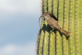 Ash-throated Flycatcher
