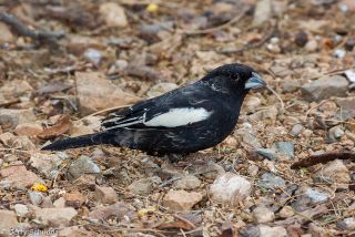 Lark Bunting