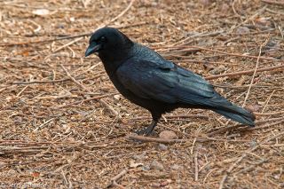 American Crow