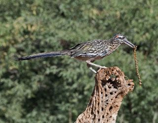 Greater Roadrunner
