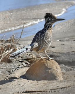 Roadrunner 2