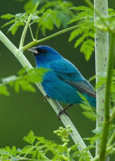 Indigo Bunting