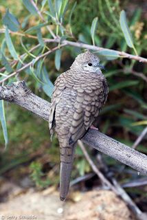 Inca Dove