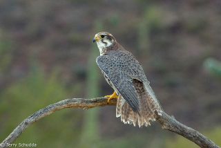 Prairie Falcon