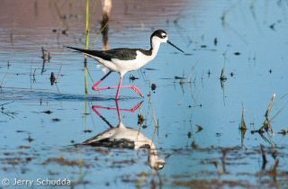 Black-necked Stilt