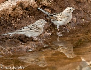 Brewers Sparrow