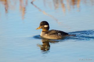 Bufflehead