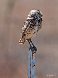Burrowing Owl
