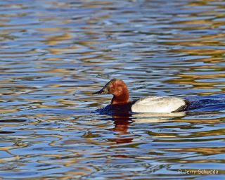 Canvasback male