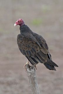 Turkey Vulture