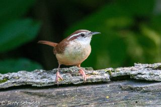 Carolina Wren