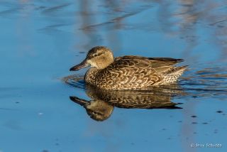 Cinnamon Teal