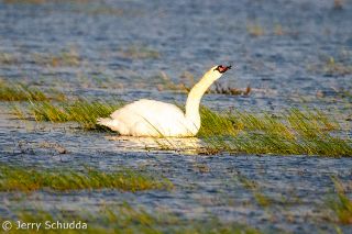 Mute Swan
