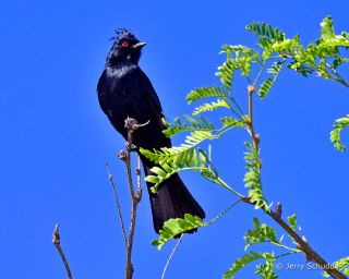 Phainopepla