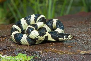 Common Kingsnake
