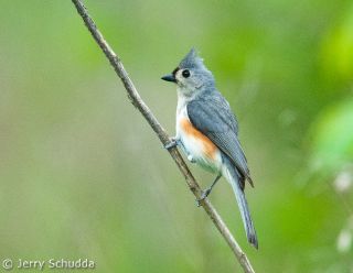 Tufted Titmouse