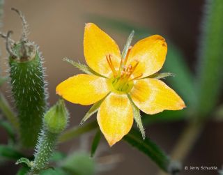 Arizona Wildflower