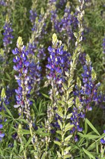 Lupine