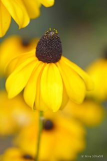 Coneflower