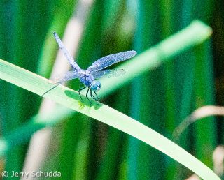 Blue Dasher Dragonfly