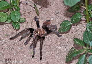 Tarantula
