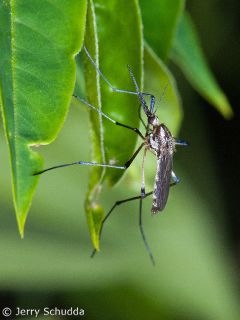 Mosquito