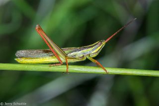 Painted Grasshopper