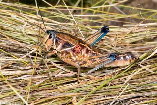 Plains Lubber