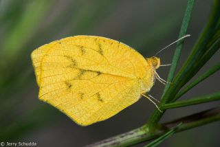Tailed Orange